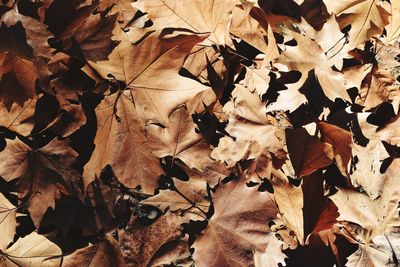 Close-up of fallen maple leaves