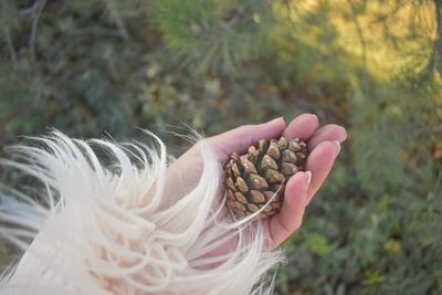 Cropped hand holding pine cone