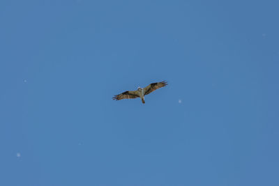 Low angle view of eagle flying against clear blue sky