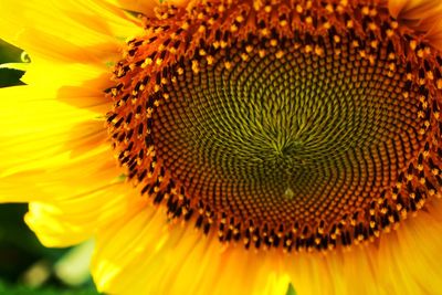 Close-up of sunflower