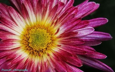 Close-up of yellow flower blooming outdoors