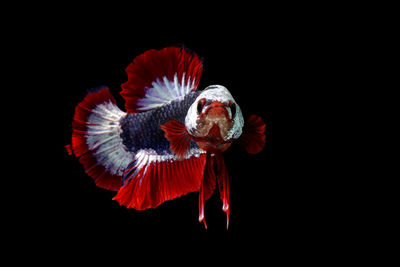 Close-up of red fish against black background