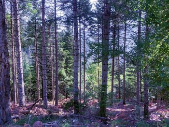 Trees in forest