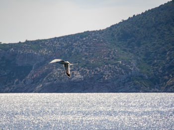 Bird flying over sea against clear sky