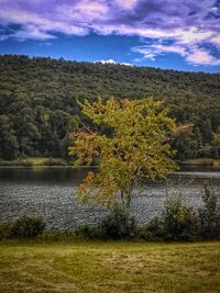 Scenic view of lake by trees against sky