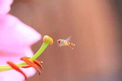 Close-up of pink flowering plant