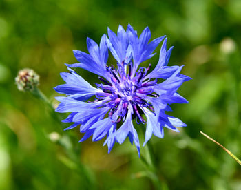 Close-up of purple blue flower