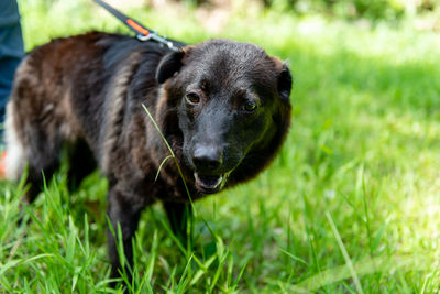 Portrait of black dog on field