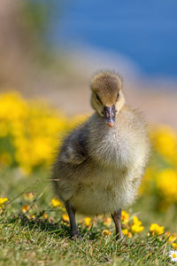 Close-up of bird on field