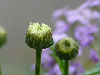 Close-up of purple flowering plant