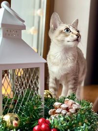 Close-up of cat looking at home