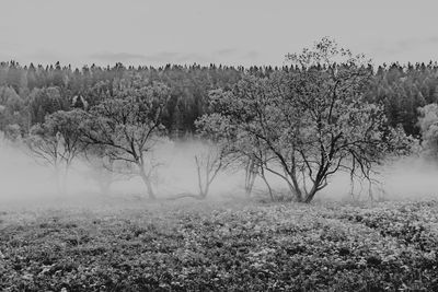 Trees on field against sky