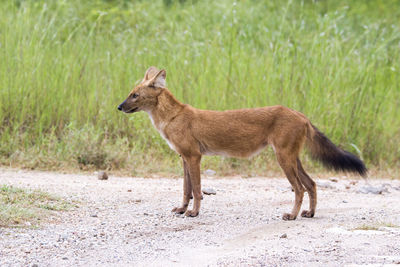 Dhole on dirt road