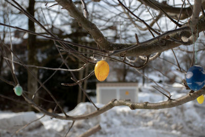 Close-up of snow on branch