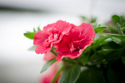 Close-up of pink rose flower