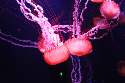 Jellyfishes 