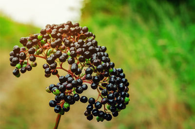 Close-up of grapes growing on field