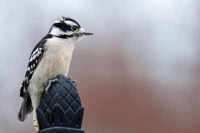 Side view of a bird