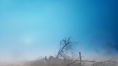 Bare tree against blue sky