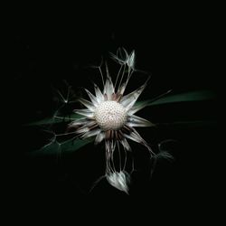 Close-up of dandelion seed against dark background