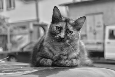 Close-up portrait of cat at home