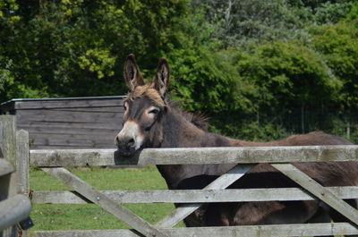 Close-up of tree trunk