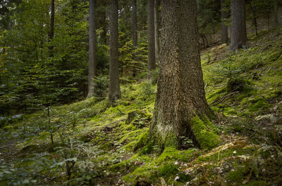 View of trees in forest