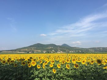 Scenic view of sunflower field against sky