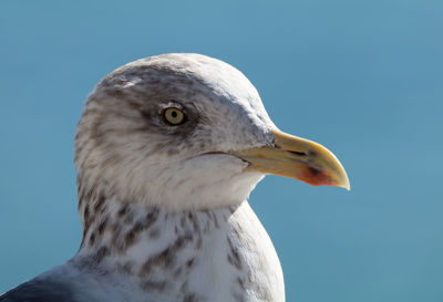 Close-up of seagull against clear blue sky