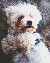 Close-up portrait of white dog