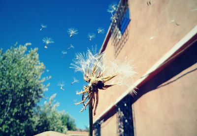 Low angle view of insect