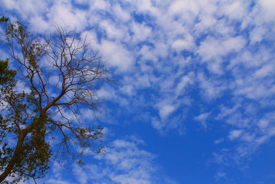 Low angle view of tree against sky