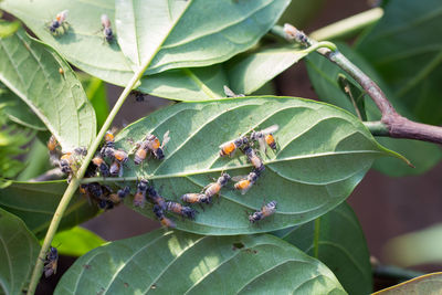 Close-up of insect on leaf