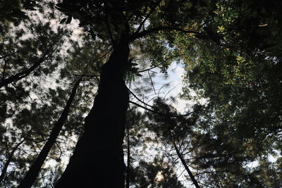 Low angle view of silhouette trees in forest against sky
