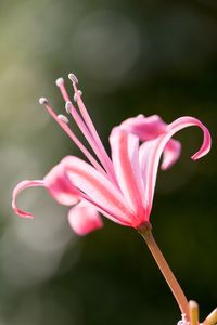 Close-up of pink flower