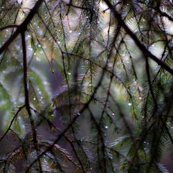 Low angle view of wet tree in forest