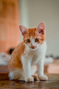 Portrait of kitten on floor