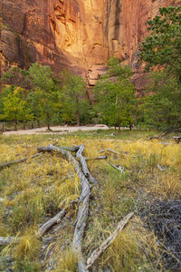 Rock formations on landscape