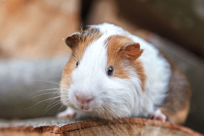 A beautiful, small white-red guinea pig sits on a sunny day on a stump. daylight. close-up