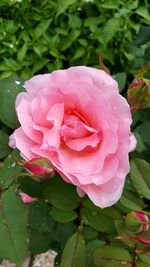 Close-up of pink rose blooming outdoors