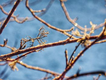 Low angle view of bare tree against sky