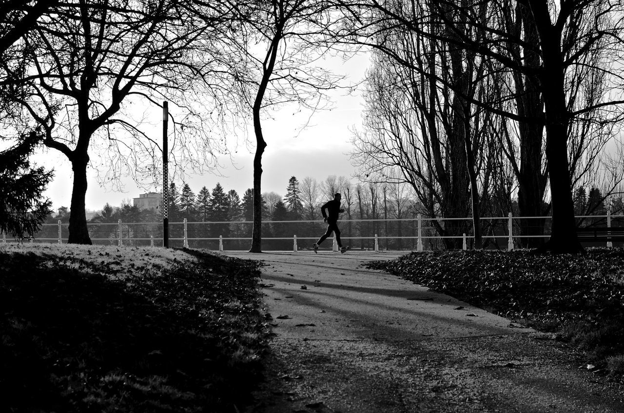 tree, walking, the way forward, lifestyles, men, bare tree, leisure activity, rear view, full length, tranquility, sky, park - man made space, nature, footpath, clear sky, railing, person, branch