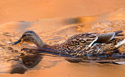 Side view of a bird drinking water