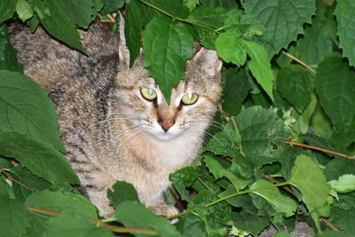 Portrait of a cat