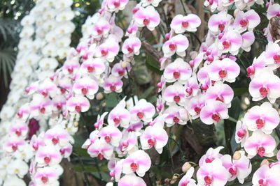 Close-up of pink cherry blossoms in park