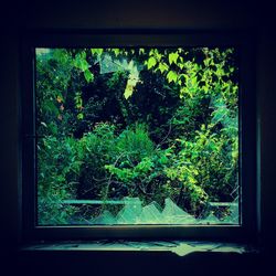 Plants growing on window sill