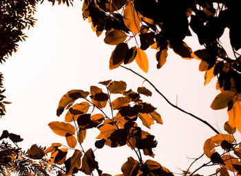 Low angle view of trees against clear sky