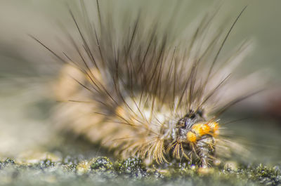 Close-up of insect