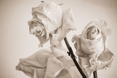 Low angle view of rose against white background