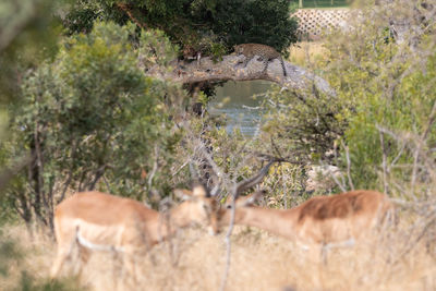 View of two horses on field